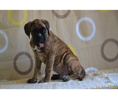 German boxer, top dogs  | free-classifieds-canada.com - 6