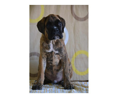 German boxer, top dogs  | free-classifieds-canada.com - 7