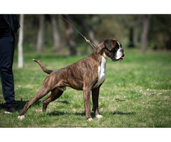 German boxer, top dogs  | free-classifieds-canada.com - 8