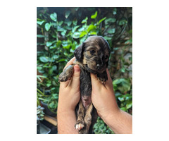 Long and short hair mini dachshund pups looking for homes | free-classifieds-canada.com - 1