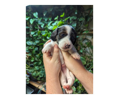 Long and short hair mini dachshund pups looking for homes | free-classifieds-canada.com - 2