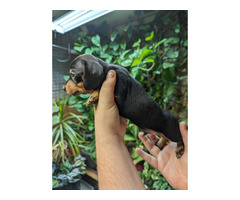 Long and short hair mini dachshund pups looking for homes | free-classifieds-canada.com - 3