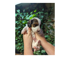 Long and short hair mini dachshund pups looking for homes | free-classifieds-canada.com - 4
