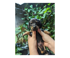 Long and short hair mini dachshund pups looking for homes | free-classifieds-canada.com - 5