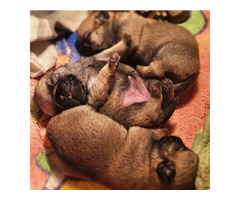 Pug puppies  | free-classifieds-canada.com - 1