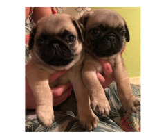 Pug puppies  | free-classifieds-canada.com - 2