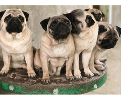 Pug puppies  | free-classifieds-canada.com - 7