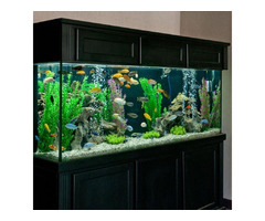Aquascaping: Creating a Stunning Underwater Landscape with Aquarium Decorations | free-classifieds-canada.com - 1