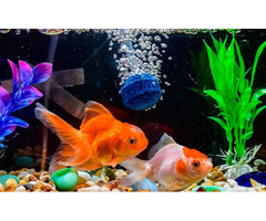 Understanding the Function of an Air Bubbler in an Aquarium | free-classifieds-canada.com - 1