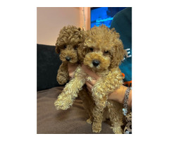 Toy poodle   | free-classifieds-canada.com - 1