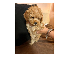 Toy poodle   | free-classifieds-canada.com - 2