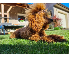 Toy poodle   | free-classifieds-canada.com - 3