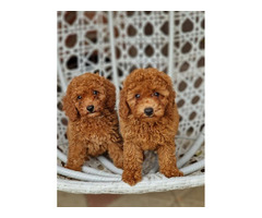 Red and apricot poodle   | free-classifieds-canada.com - 1