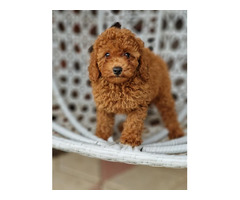 Red and apricot poodle   | free-classifieds-canada.com - 2
