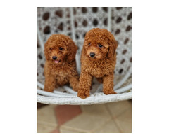 Red and apricot poodle   | free-classifieds-canada.com - 3