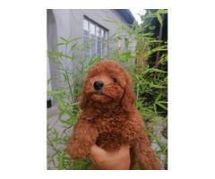 Red and apricot poodle   | free-classifieds-canada.com - 4
