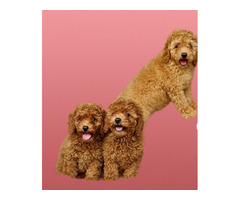 Red and apricot poodle   | free-classifieds-canada.com - 5