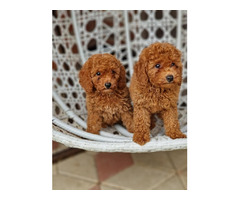 Red and apricot poodle   | free-classifieds-canada.com - 6