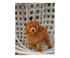 Red and apricot poodle   | free-classifieds-canada.com - 7