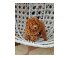 Red and apricot poodle   | free-classifieds-canada.com - 8