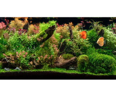 The Benefits of a Planted Fish Tank: Enhancing Aesthetics and Fish Health | free-classifieds-canada.com - 1