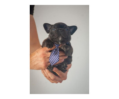 French bulldog puppies   | free-classifieds-canada.com - 2
