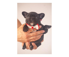 French bulldog puppies   | free-classifieds-canada.com - 3