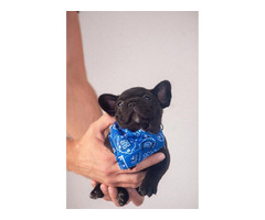French bulldog puppies   | free-classifieds-canada.com - 4