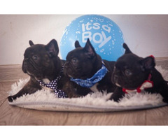 French bulldog puppies   | free-classifieds-canada.com - 5