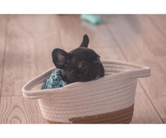 French bulldog puppies   | free-classifieds-canada.com - 6