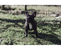 French bulldog puppies   | free-classifieds-canada.com - 8