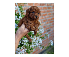 Toy poodle in apricot and red   | free-classifieds-canada.com - 1