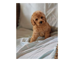 Toy poodle in apricot and red   | free-classifieds-canada.com - 2