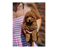 Toy poodle in apricot and red   | free-classifieds-canada.com - 3