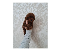 Toy poodle in apricot and red   | free-classifieds-canada.com - 4