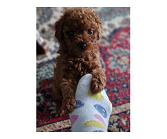 Toy poodle in apricot and red   | free-classifieds-canada.com - 5