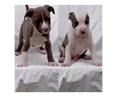 American Staffordshire terrier   | free-classifieds-canada.com - 3
