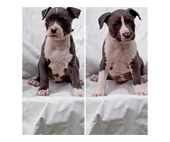 American Staffordshire terrier   | free-classifieds-canada.com - 5
