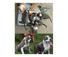 American Staffordshire terrier   | free-classifieds-canada.com - 6