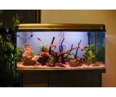Types of Air Stones: Choosing the Right One for Your Aquarium | free-classifieds-canada.com - 1