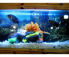 Essential Equipment for a Healthy and Thriving Fish Tank(4166240408) | free-classifieds-canada.com - 1