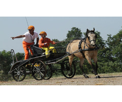 Horse Taxi Transport Services in Canada | free-classifieds-canada.com - 2