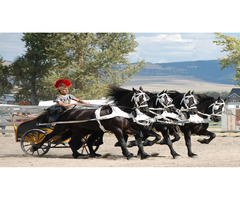 Horse Taxi Transport Services in Canada | free-classifieds-canada.com - 3