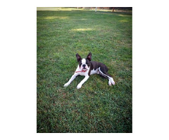 Boston Terrier - male puppy  | free-classifieds-canada.com - 2