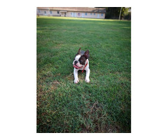 Boston Terrier - male puppy  | free-classifieds-canada.com - 3