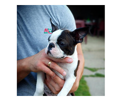 Boston Terrier - male puppy  | free-classifieds-canada.com - 4