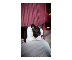 Boston Terrier - male puppy  | free-classifieds-canada.com - 5