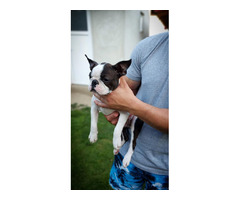 Boston Terrier - male puppy  | free-classifieds-canada.com - 6