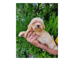 Maltipoo puppies   | free-classifieds-canada.com - 1