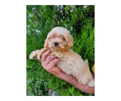 Maltipoo puppies   | free-classifieds-canada.com - 3